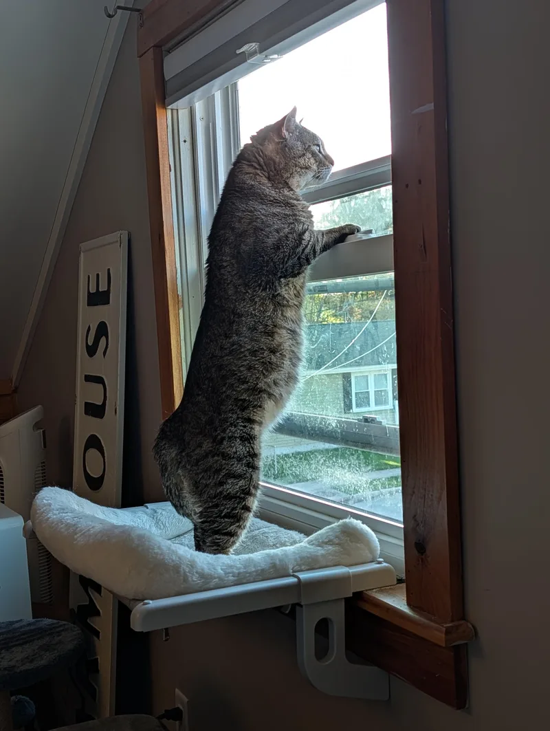 A young large-sized male Tabby (Buff / Tan / Fawn) Tabby cat named Bobby Cat for adoption in New Bedford, MA