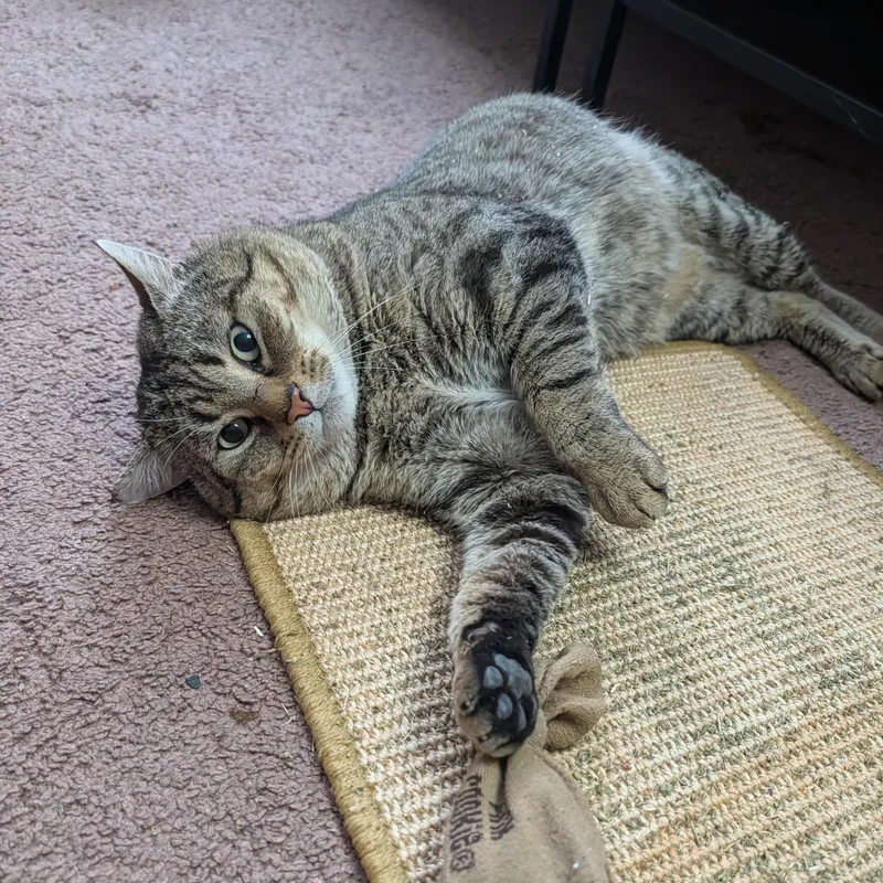 Bobby Cat thumbnail 2