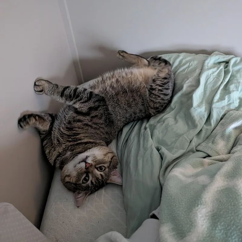 Bobby Cat thumbnail 3