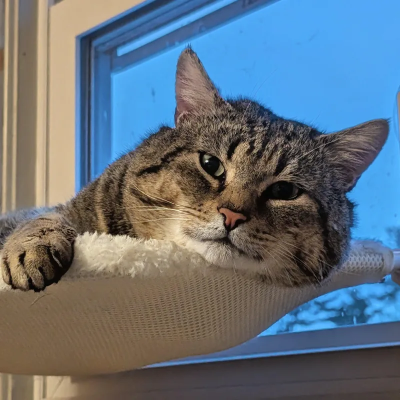 Bobby Cat thumbnail 4