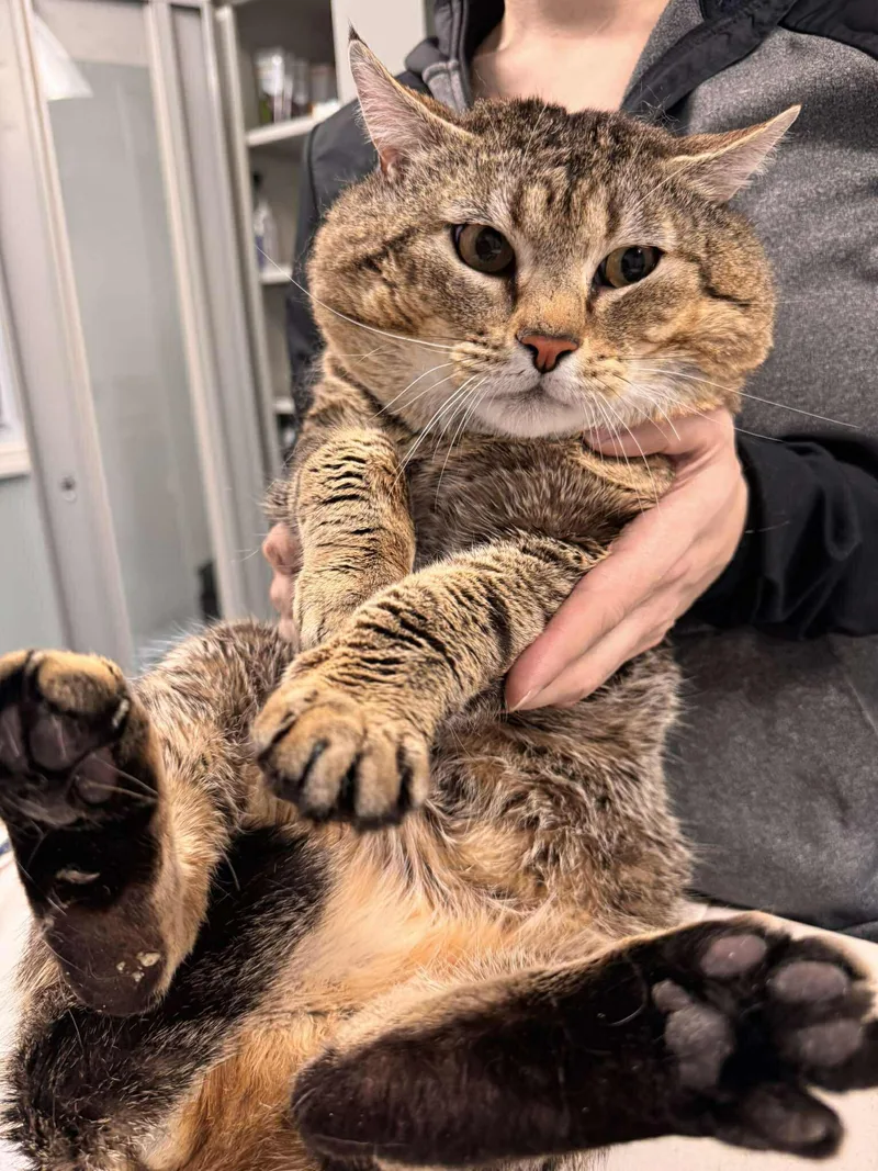Bobby Cat thumbnail 5