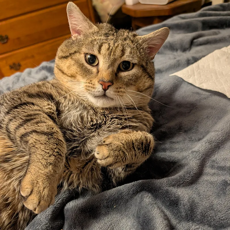 Bobby Cat thumbnail 6