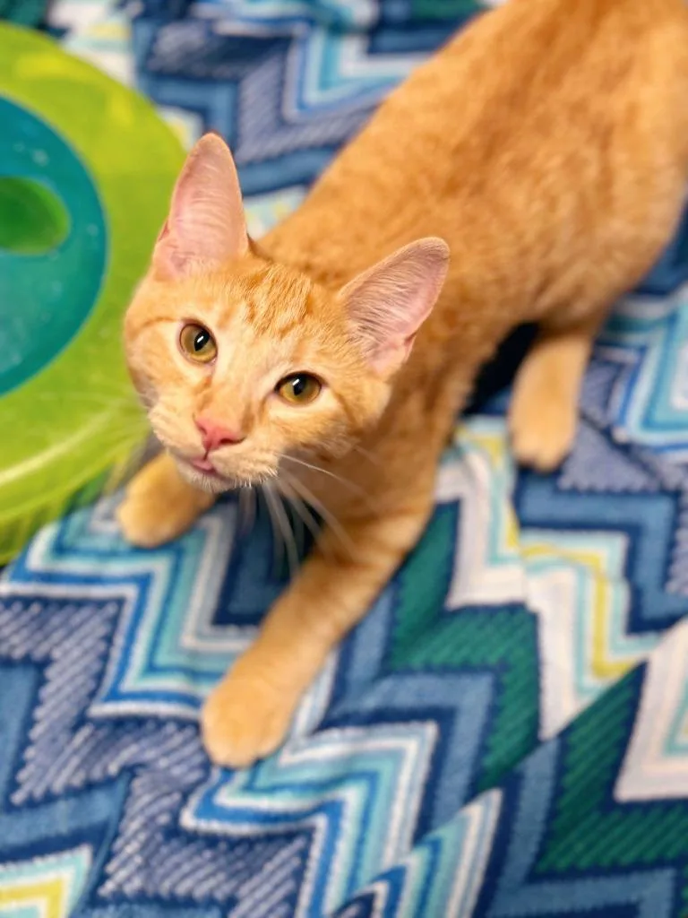 Jelly Belly thumbnail 2