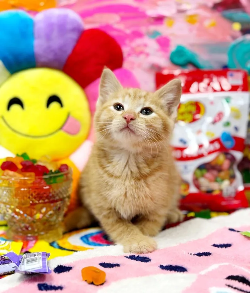 Jelly Belly thumbnail 3