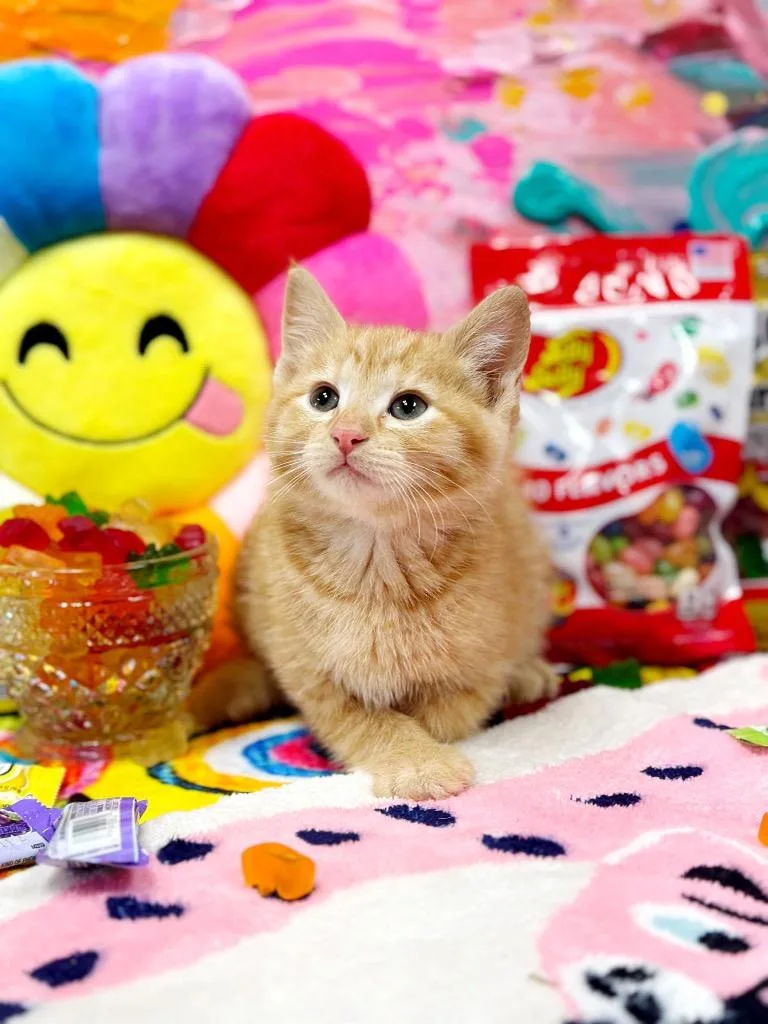 Jelly Belly thumbnail 4