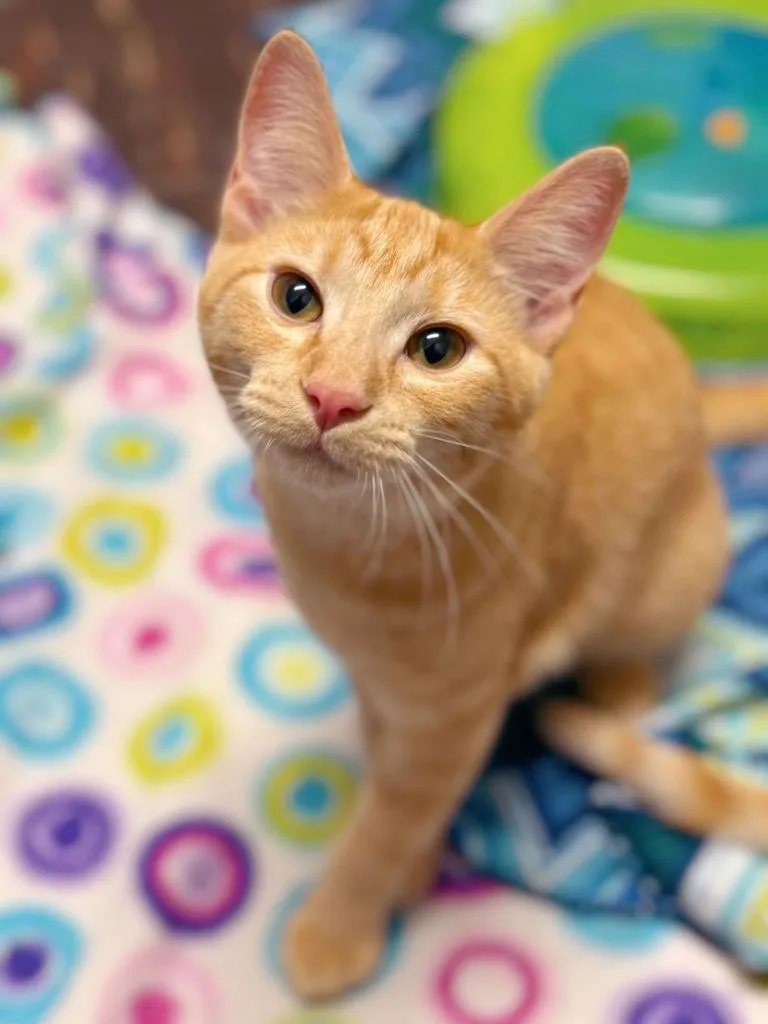 Jelly Belly thumbnail 5