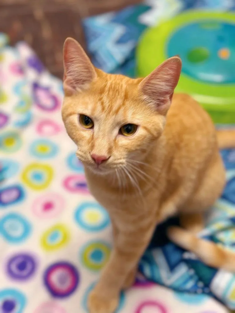 Jelly Belly thumbnail 6