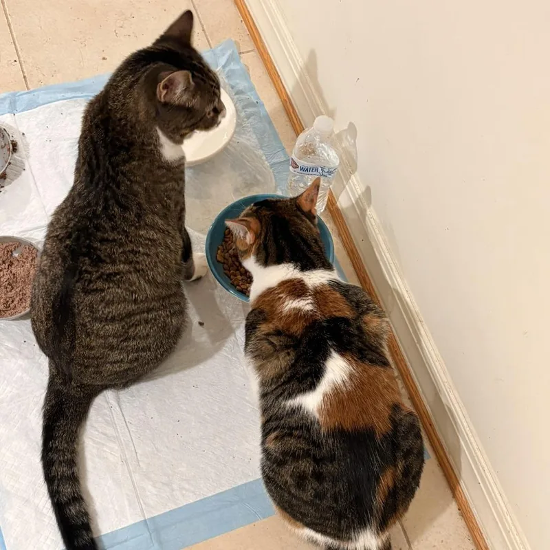 An adult small-sized male Torbie Domestic Short Hair cat named Piper for adoption in Waldorf, MD