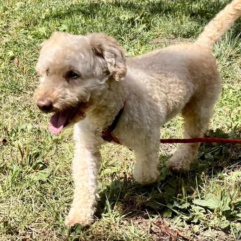 An adult small-sized male Poodle dog named Tobias for adoption in Oakland, CA