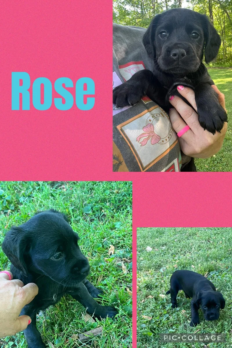 A baby medium-sized female Black Cocker Spaniel dog named Rose for adoption in Rock Hill, SC