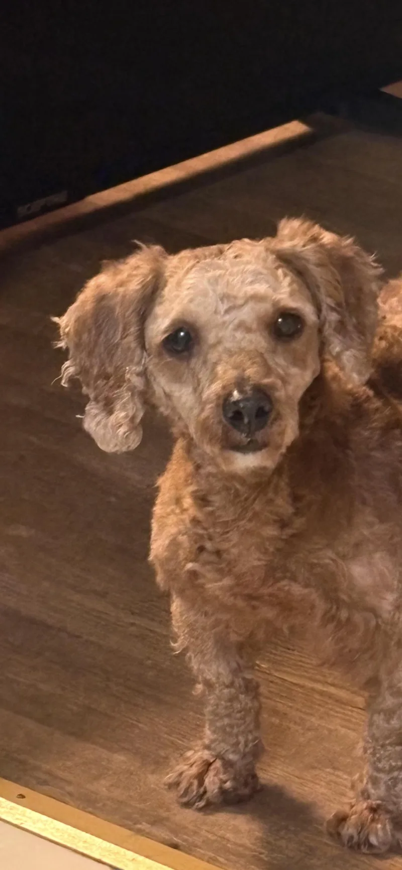 An adult small-sized male Red / Chestnut / Orange Poodle dog named Rusty Cooper: for adoption in Franklin, TN
