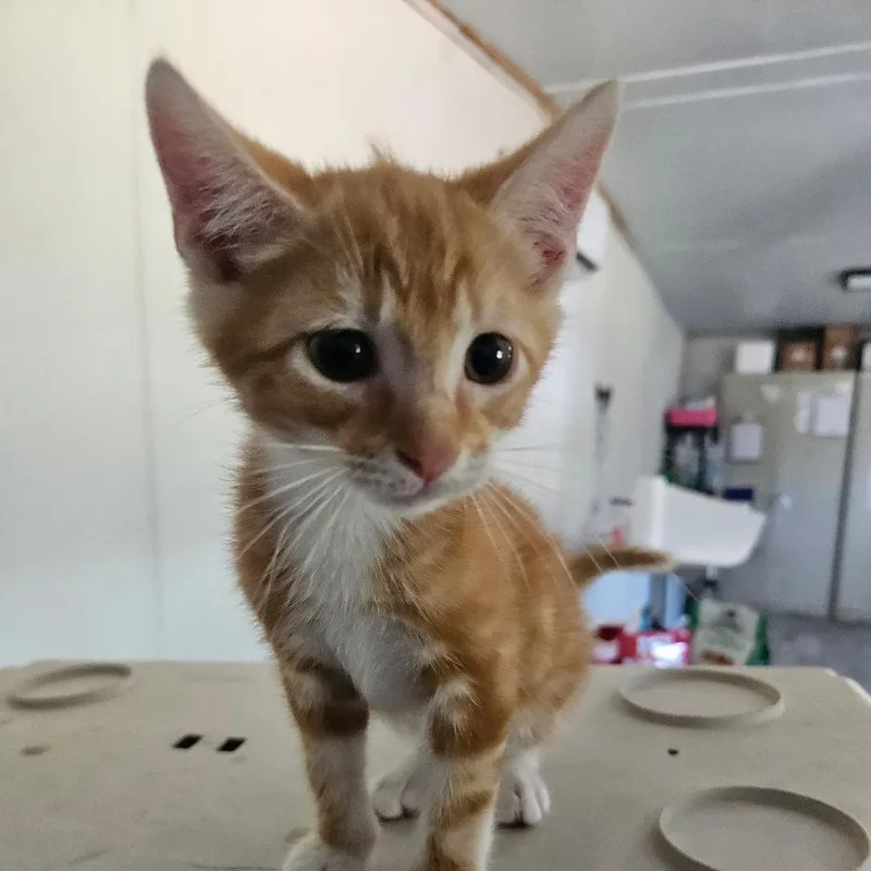 A baby small-sized male Orange / Red Domestic Short Hair cat named Bundy for adoption in Hattiesburg, MS