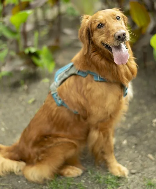 An adult medium-sized male Red / Chestnut / Orange Golden Retriever dog named Tucker for adoption in Chicago, IL