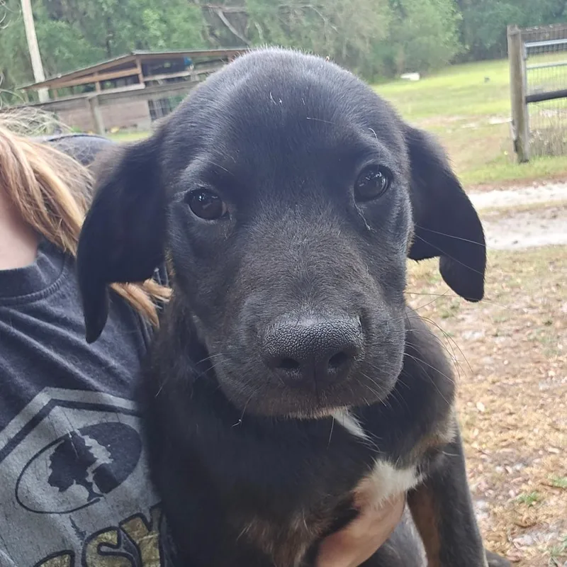 A baby medium-sized male Black Mixed Breed dog named Carver for adoption in Williston, FL