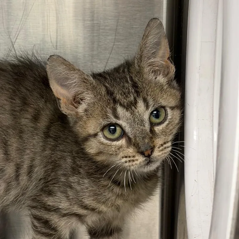A baby small-sized male Gray / Blue / Silver Domestic Short Hair cat named Rudy for adoption in Marshall, TX