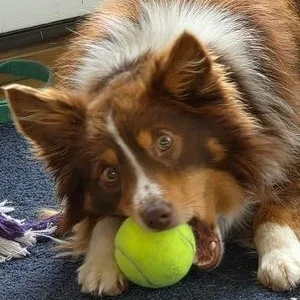 A young small-sized male Red / Chestnut / Orange Australian Shepherd dog named Mr. Boris for adoption in Collegeville, PA