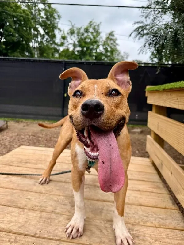 An adult medium-sized male Brown / Chocolate Mixed Breed dog named Blep for adoption in Cincinnati, OH