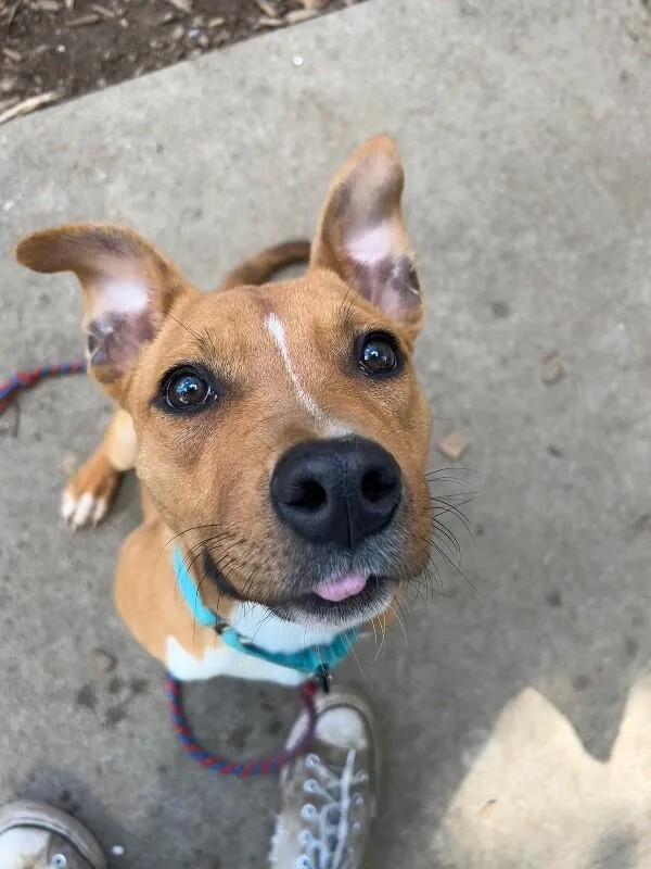 Blep thumbnail 6