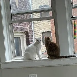 Strawberri thumbnail 3