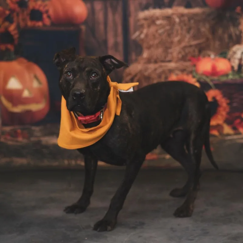 Pepper thumbnail 5