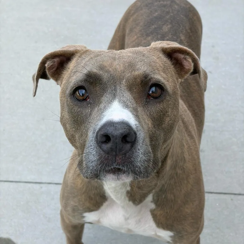An adult medium-sized female Brindle Pit Bull Terrier dog named Trixie for adoption in Matteson, IL