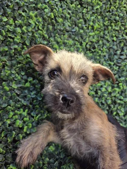 A baby small-sized female Brindle Mixed Breed dog named 61342969 for adoption in El Paso, TX