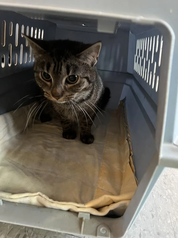 An adult small-sized female Tabby (Brown / Chocolate) Domestic Short Hair cat named Chickpea for adoption in Linton, IN