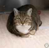 A senior large-sized female Tabby (Brown / Chocolate) Domestic Short Hair cat named Dutchess for adoption in Potsdam, NY