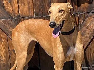 An adult large-sized female Red / Chestnut / Orange Greyhound dog named Fancy for adoption in Dallas, TX