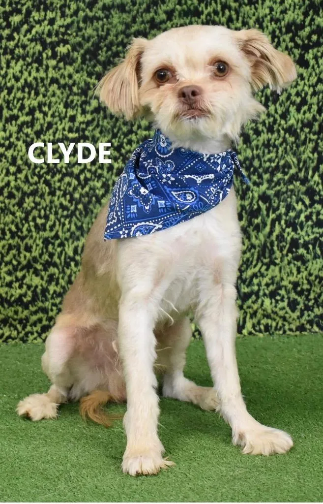 An adult small-sized male Shih Tzu dog named Clyde for adoption in Gilbert, AZ