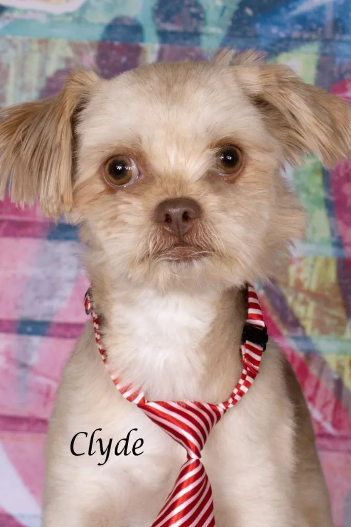 Clyde thumbnail 2