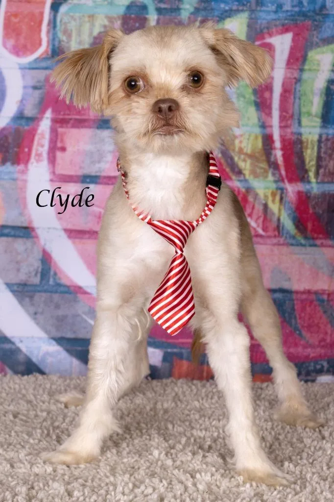 Clyde thumbnail 3
