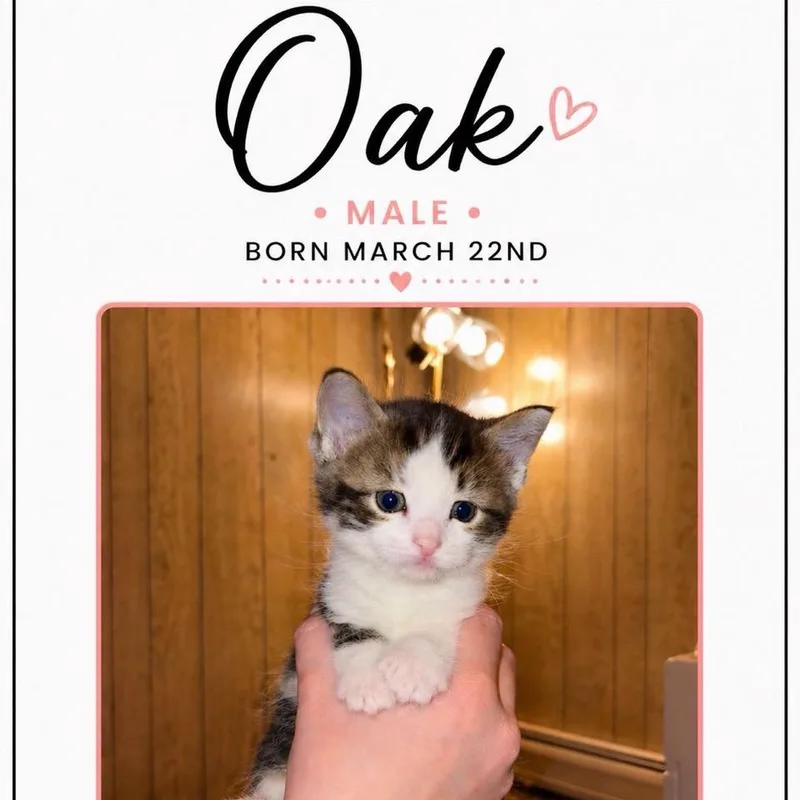 Oak