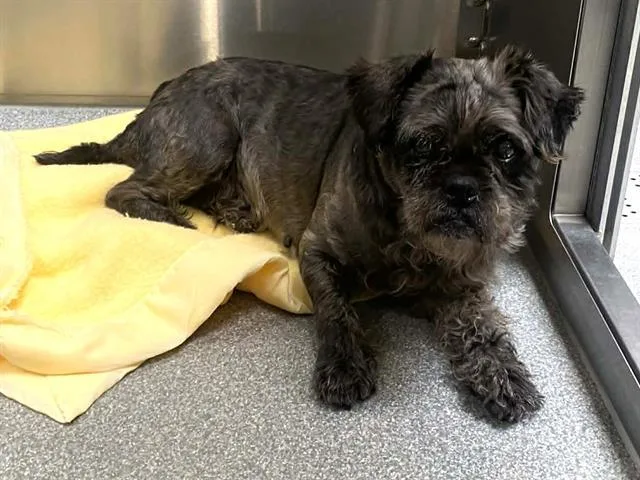 An adult medium-sized female Shih Tzu dog named Liticia for adoption in Tustin, CA