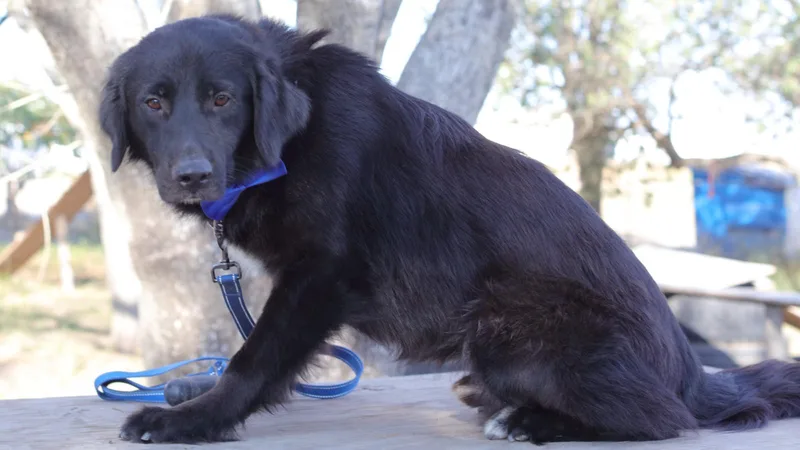 An adult large-sized male Black Black Labrador Retriever dog named Johnson for adoption in MISSION, TX