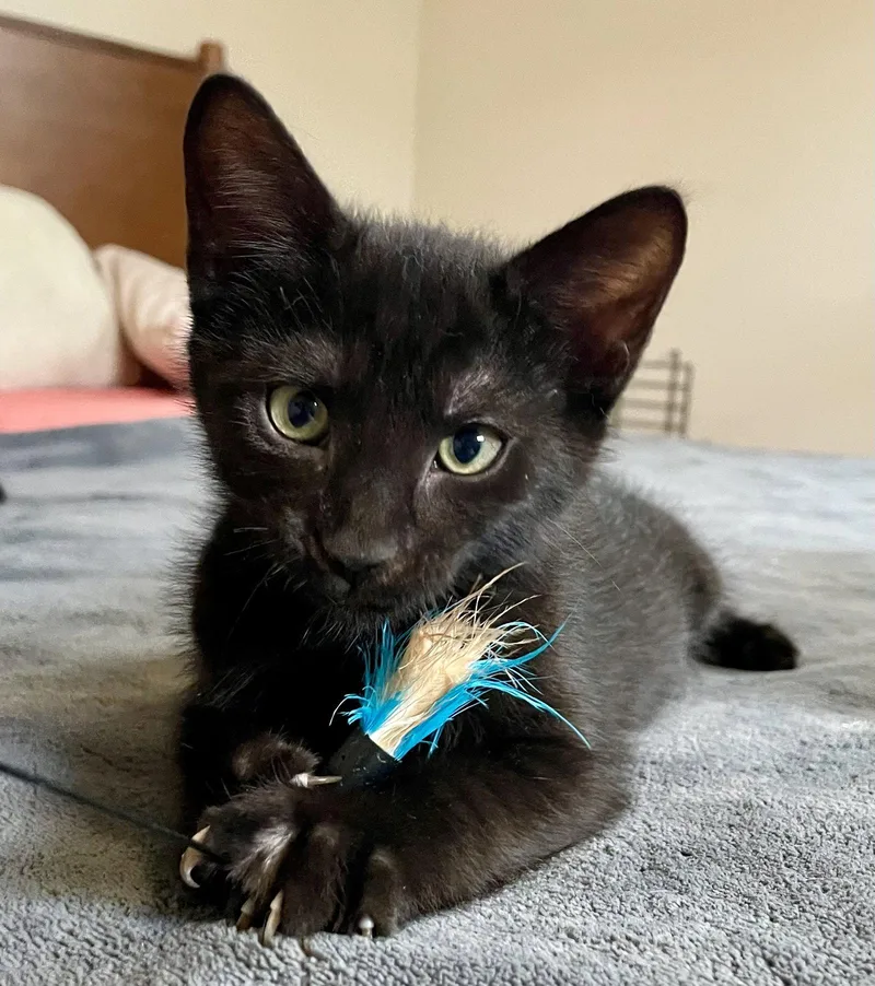 Prudence thumbnail 2