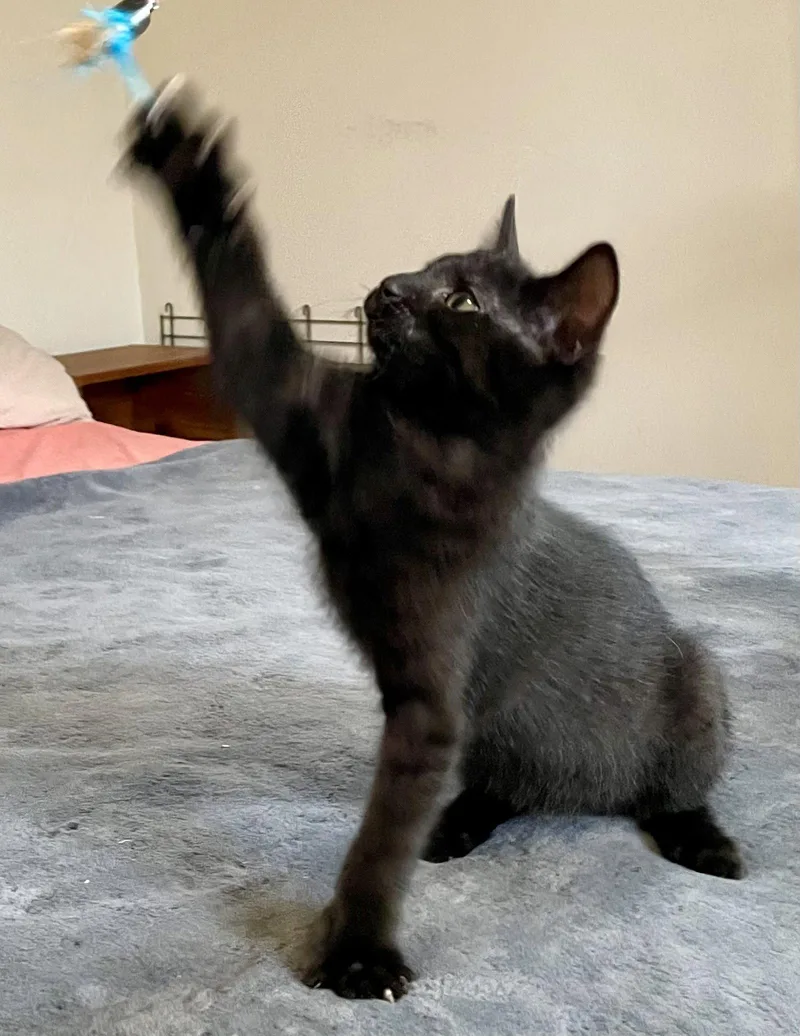 Prudence thumbnail 3