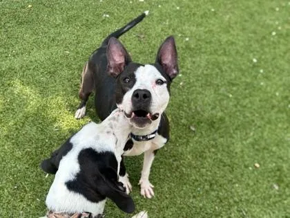 An adult small-sized female Terrier dog named Luna for adoption in Gainesville, FL