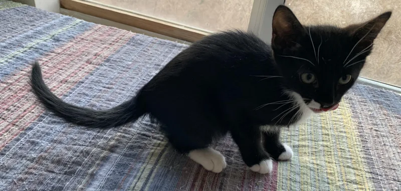 A baby small-sized male Black & White / Tuxedo Tuxedo cat named Hiro for adoption in Chino Hills, CA