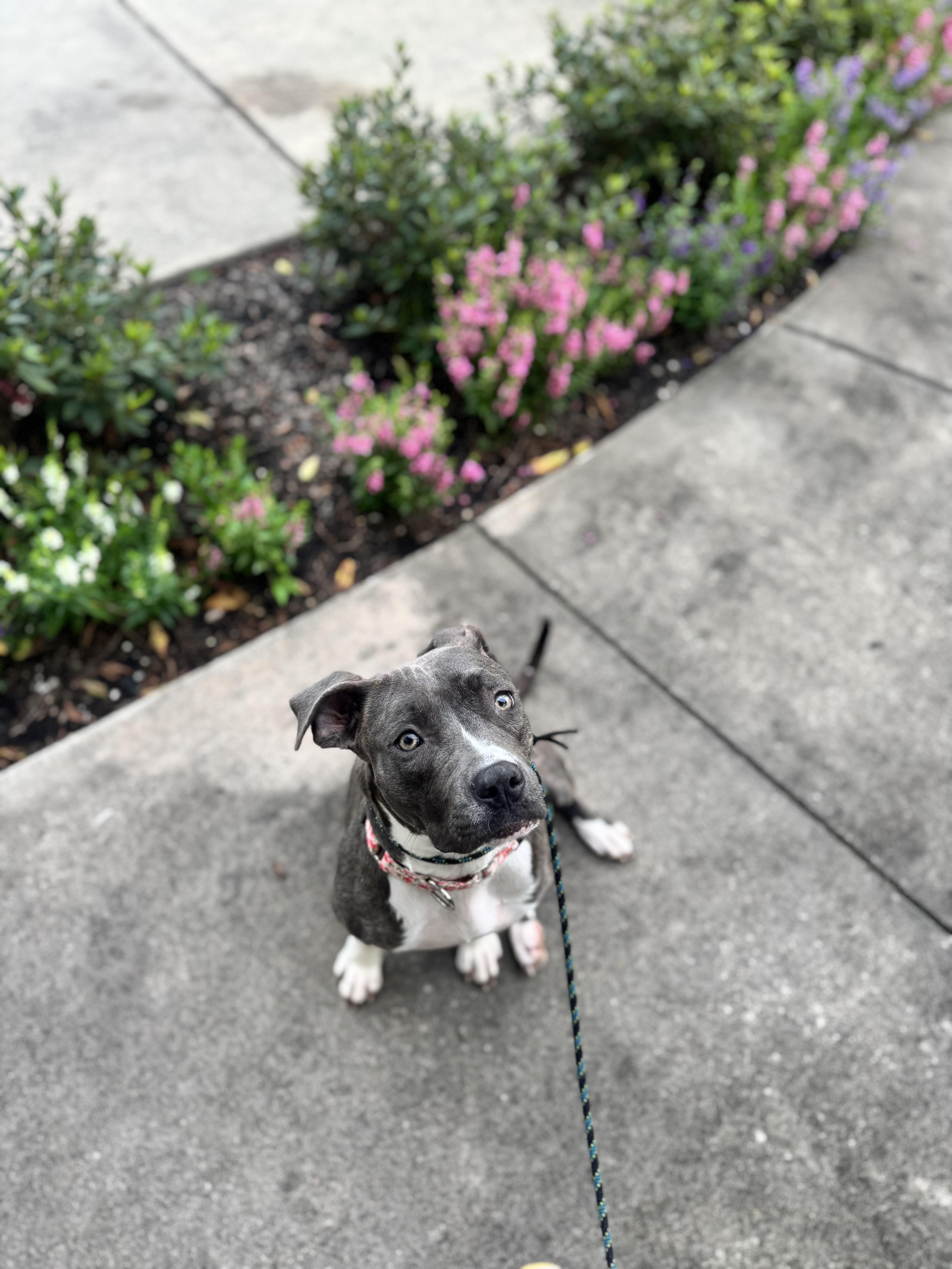 A young medium-sized female Brindle American Staffordshire Terrier dog named Violet for adoption in Houston, TX