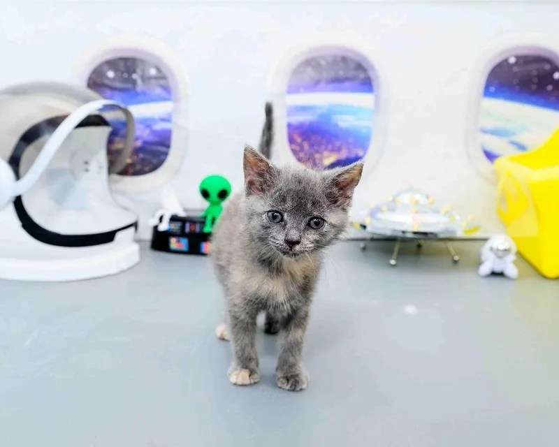 A baby medium-sized female Dilute Tortoiseshell cat named Puff for adoption in Jefferson, LA