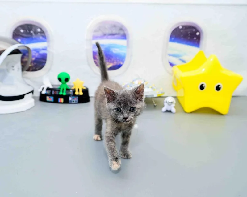 Puff thumbnail 2