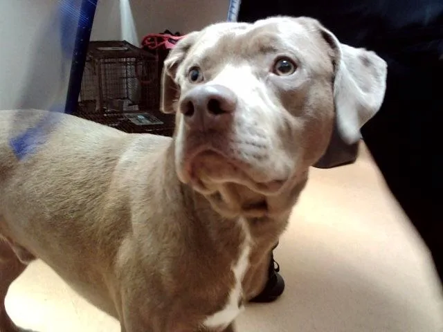 An adult large-sized male Pit Bull Terrier dog named Max for adoption in Martinez, CA