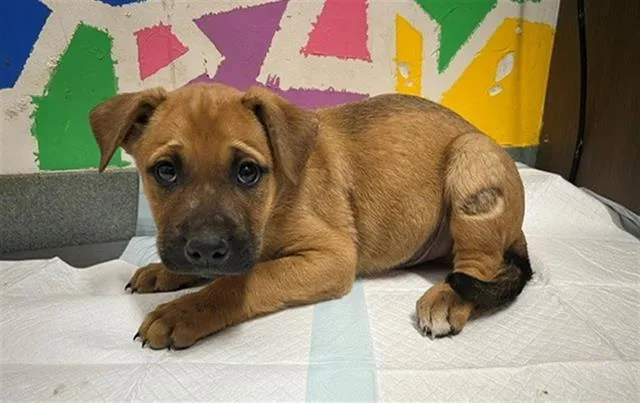 A baby small-sized male Pit Bull Terrier dog named Homer for adoption in Baytown, TX