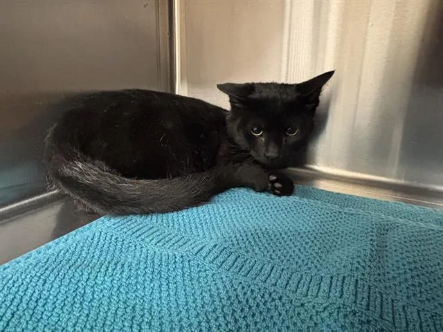 A baby small-sized male Domestic Short Hair cat named Barbossa for adoption in Grand Prairie, TX