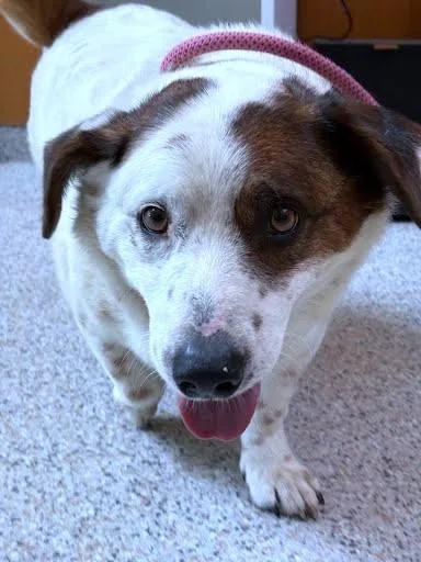 A senior large-sized male Cardigan Welsh Corgi dog named Albert for adoption in Washington, DC