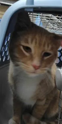 A young small-sized male Domestic Short Hair cat named Achilles for adoption in Albuquerque, NM