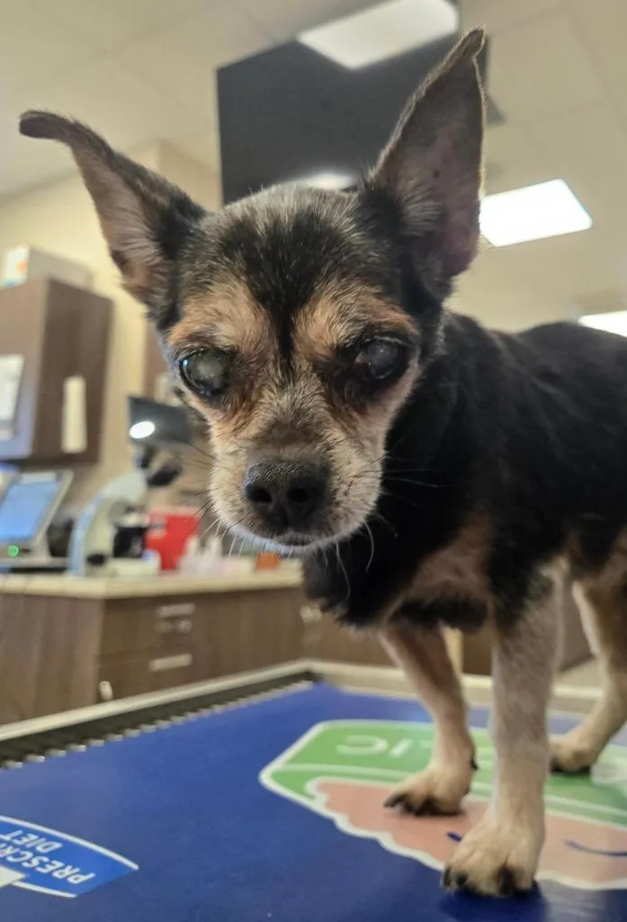 A senior small-sized female Chihuahua dog named Kathryn for adoption in St. Augustine, FL