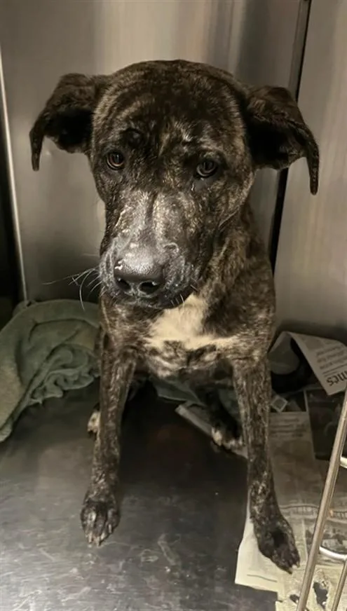 A young medium-sized female German Shepherd Dog dog named Isabel for adoption in Van Nuys, CA