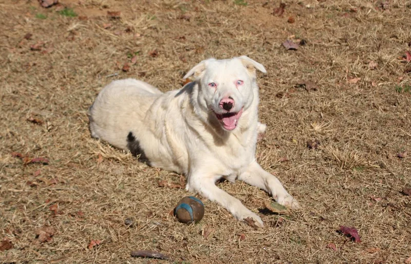 Duck Mcguckin thumbnail 2